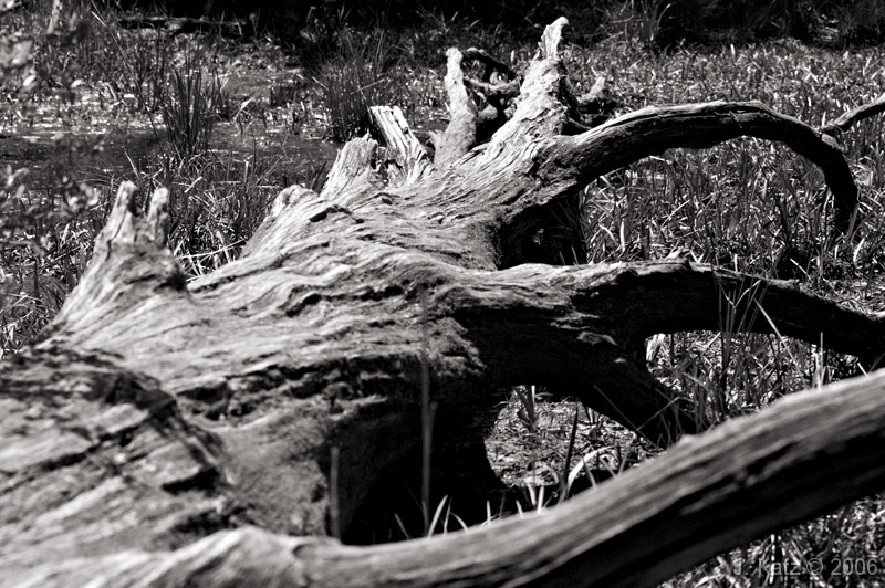 Swamp Log 